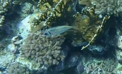 Neoniphon sammara