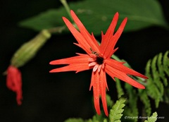 Silene virginica