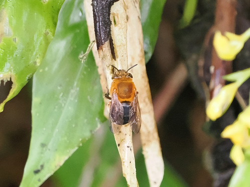 Amegilla malaccensis · iNaturalist