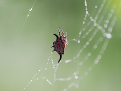 Gasteracantha