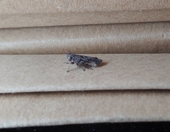 Smicrocotis