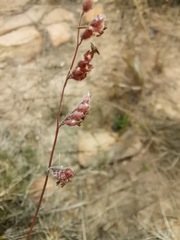 Urochloa serrata