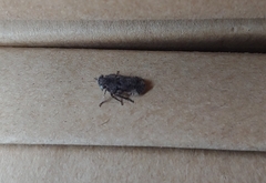 Smicrocotis
