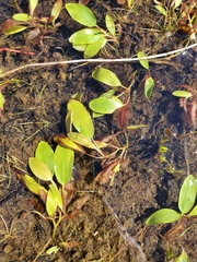 Potamogeton