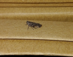 Smicrocotis