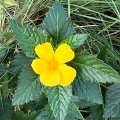 Turnera ulmifolia