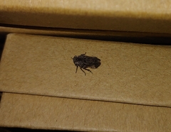 Smicrocotis