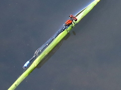 Pseudagrion massaicum