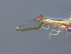 Pseudagrion massaicum