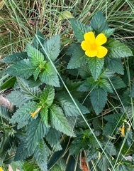 Turnera ulmifolia