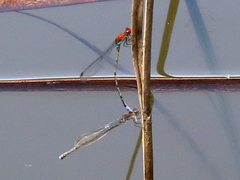Pseudagrion massaicum