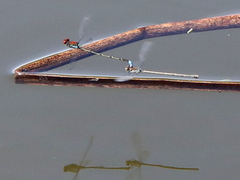 Pseudagrion massaicum