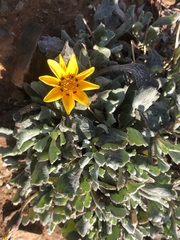 Gazania lichtensteinii