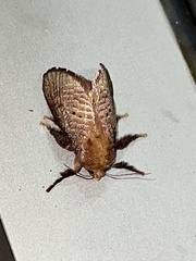 Doratifera quadriguttata