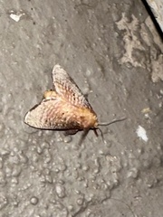 Doratifera quadriguttata