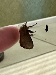 Doratifera quadriguttata