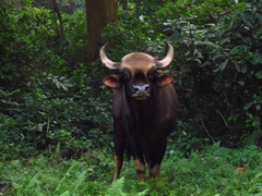 Bos gaurus