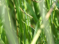 Trigonidium cicindeloides