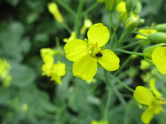 Brassicogethes aeneus