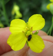Brassicogethes aeneus