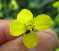 Brassicogethes aeneus