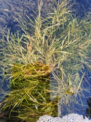 Potamogeton zosteriformis