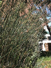 Thamnochortus spicigerus