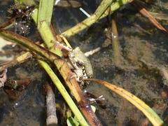 Hyperolius marmoratus