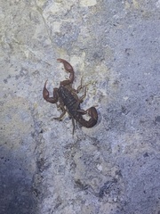 Pseudouroctonus reddelli