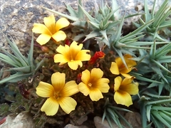 Oxalis subacaulis