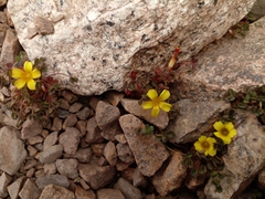 Oxalis subacaulis