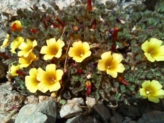 Oxalis subacaulis