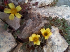 Oxalis subacaulis