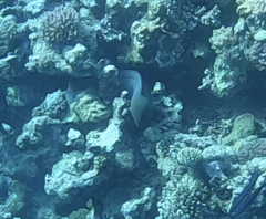 Gymnothorax javanicus