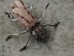 Celosterna scabrator