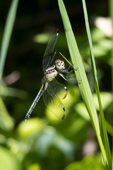 Hemistigma albipunctum