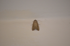 Mythimna unipuncta