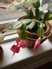 Schlumbergera