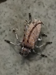 Celosterna scabrator