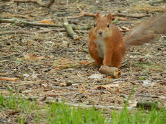 Sciurus vulgaris