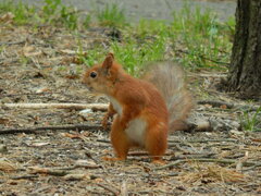 Sciurus vulgaris
