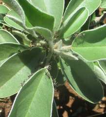 Anoplolepis custodiens