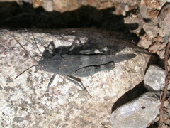 Oedipoda coerulea