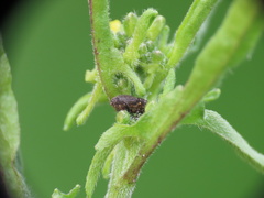 Ceutorhynchini