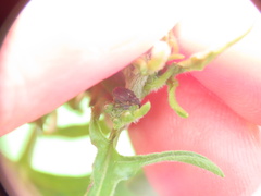 Ceutorhynchini