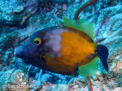 Cantherhines macrocerus