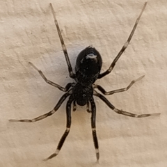 Liophrurillus flavitarsis