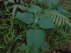 Brillantaisia