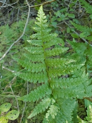 Dryopteris clintoniana