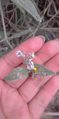 Solanum nigrescens